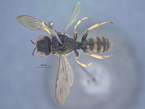 Image of Ectemnius cavifrons kizanensis Tsuneki 1972