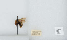 Image of Frigid Bumble Bee