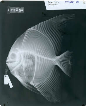 Image of Blunthead batfish