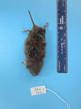 Image of Revillagigedo Island Red-backed Vole