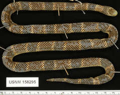 Image of Peters' Coral Snake