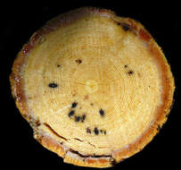 Image of Lonchocarpus Kunth