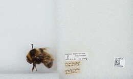 Слика од Bombus hyperboreus Schönherr 1809