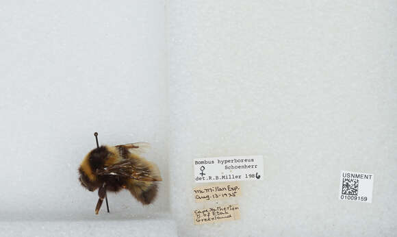 Image of High Arctic Bumble Bee