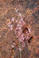 Image of Creeping Molasses Grass