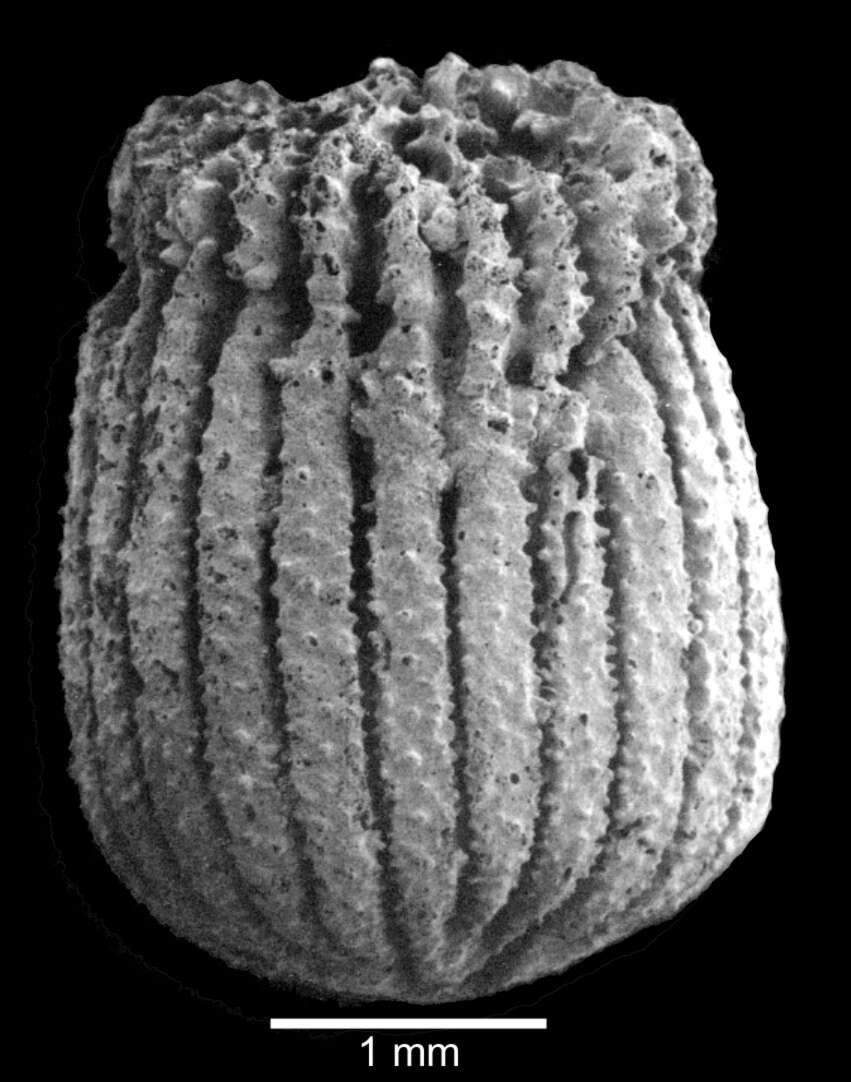 Image of Peponocyathus folliculus (Pourtalès 1868)