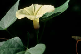 صورة Ipomoea ochracea (Lindl.) G. Don