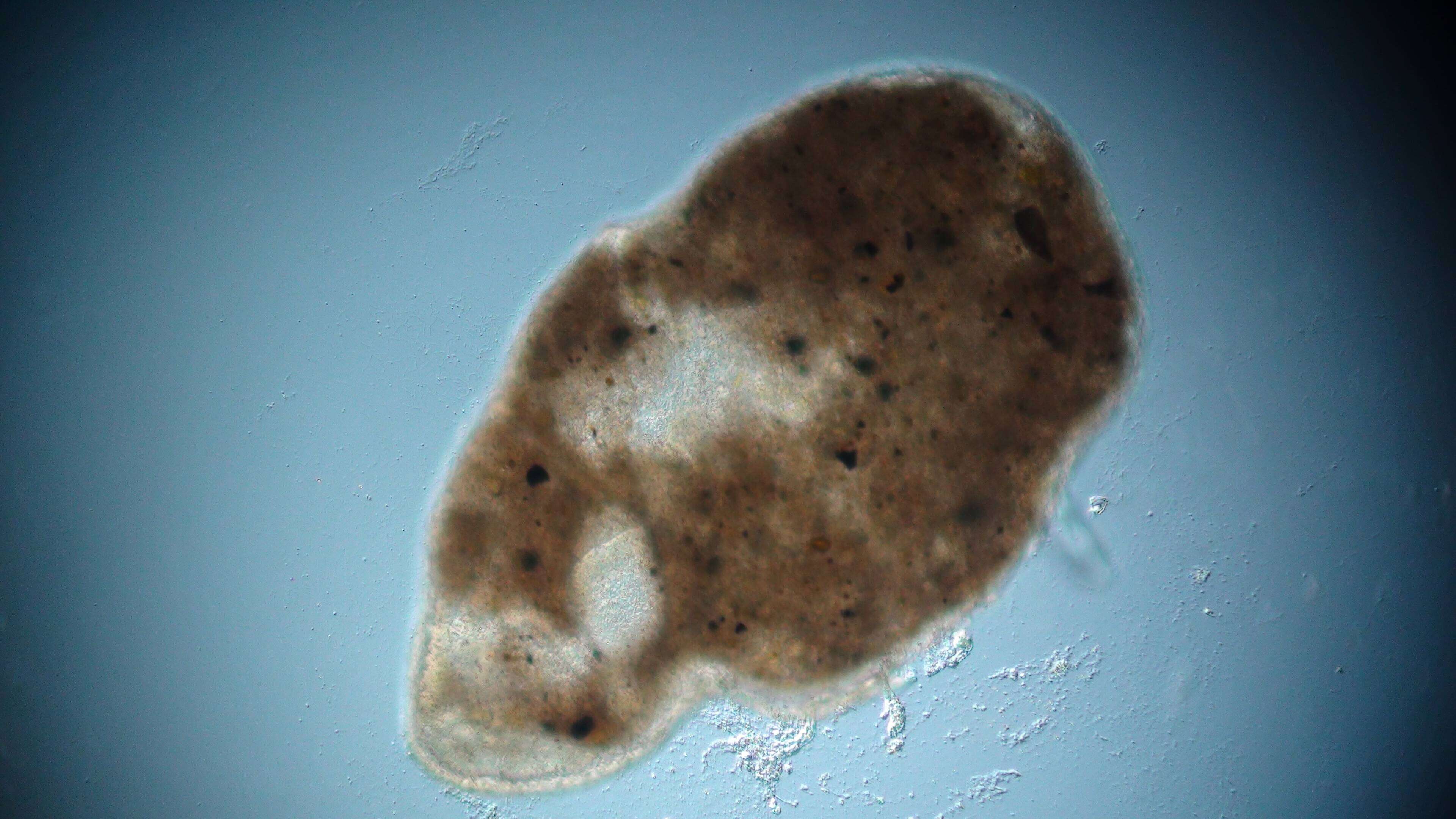 Image of Solenopharyngidae