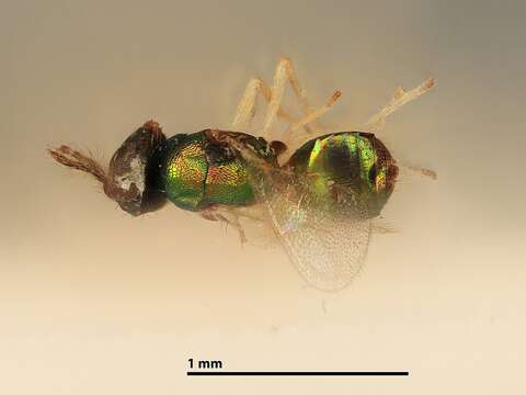 Image of Parasitoid wasp