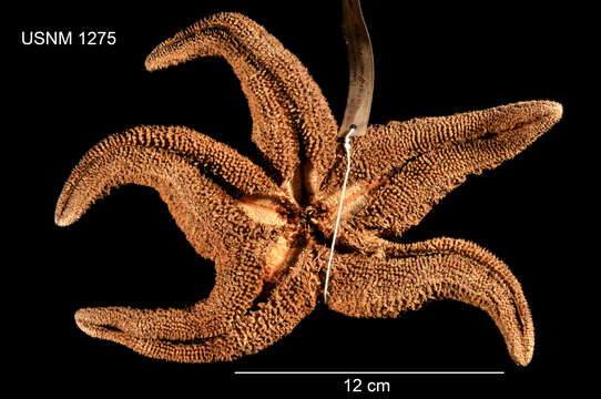 Image of ochre sea star