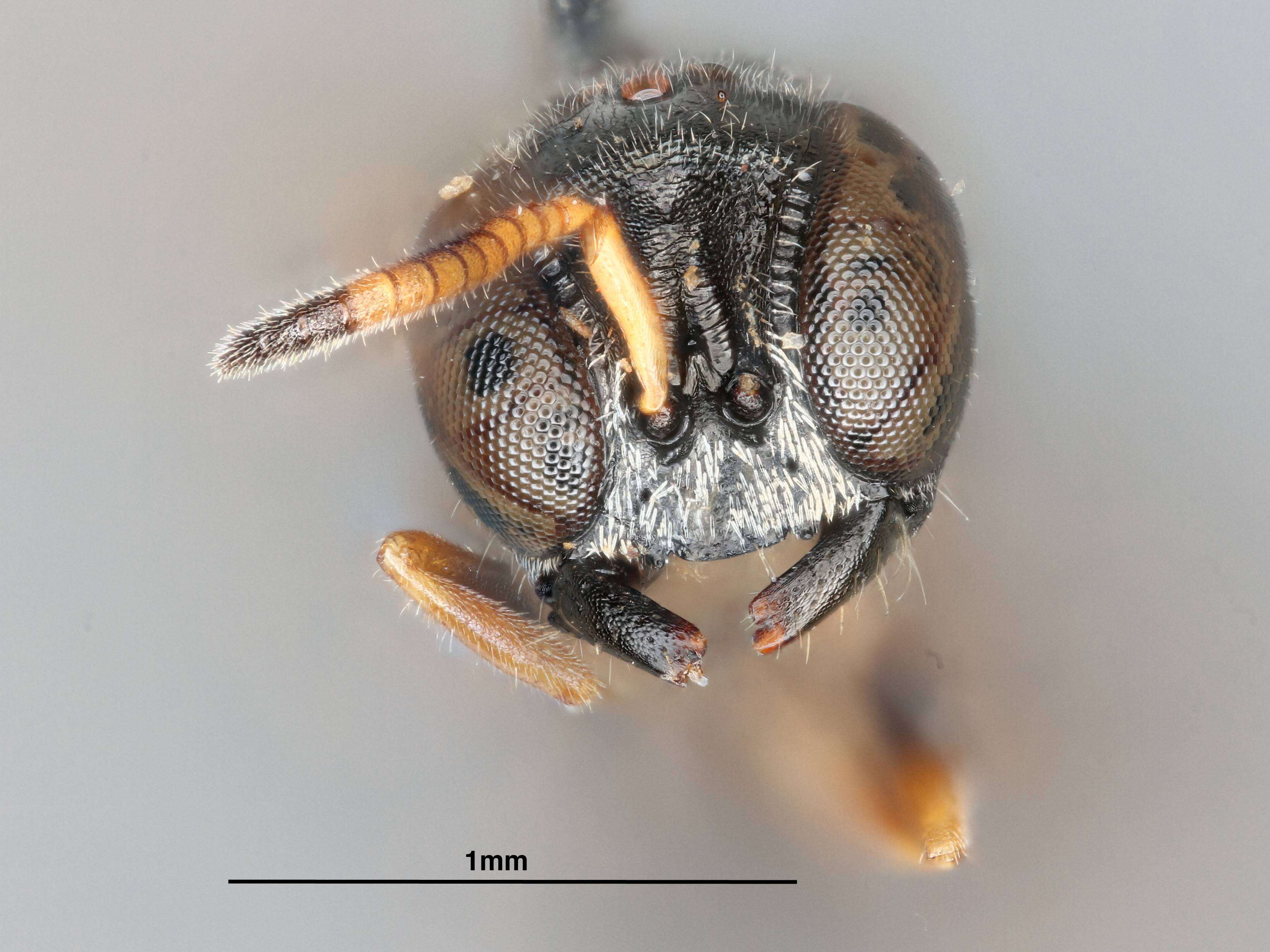 Image of Polemistus bidentatus Tsuneki ex Tsuneki et al. 1992