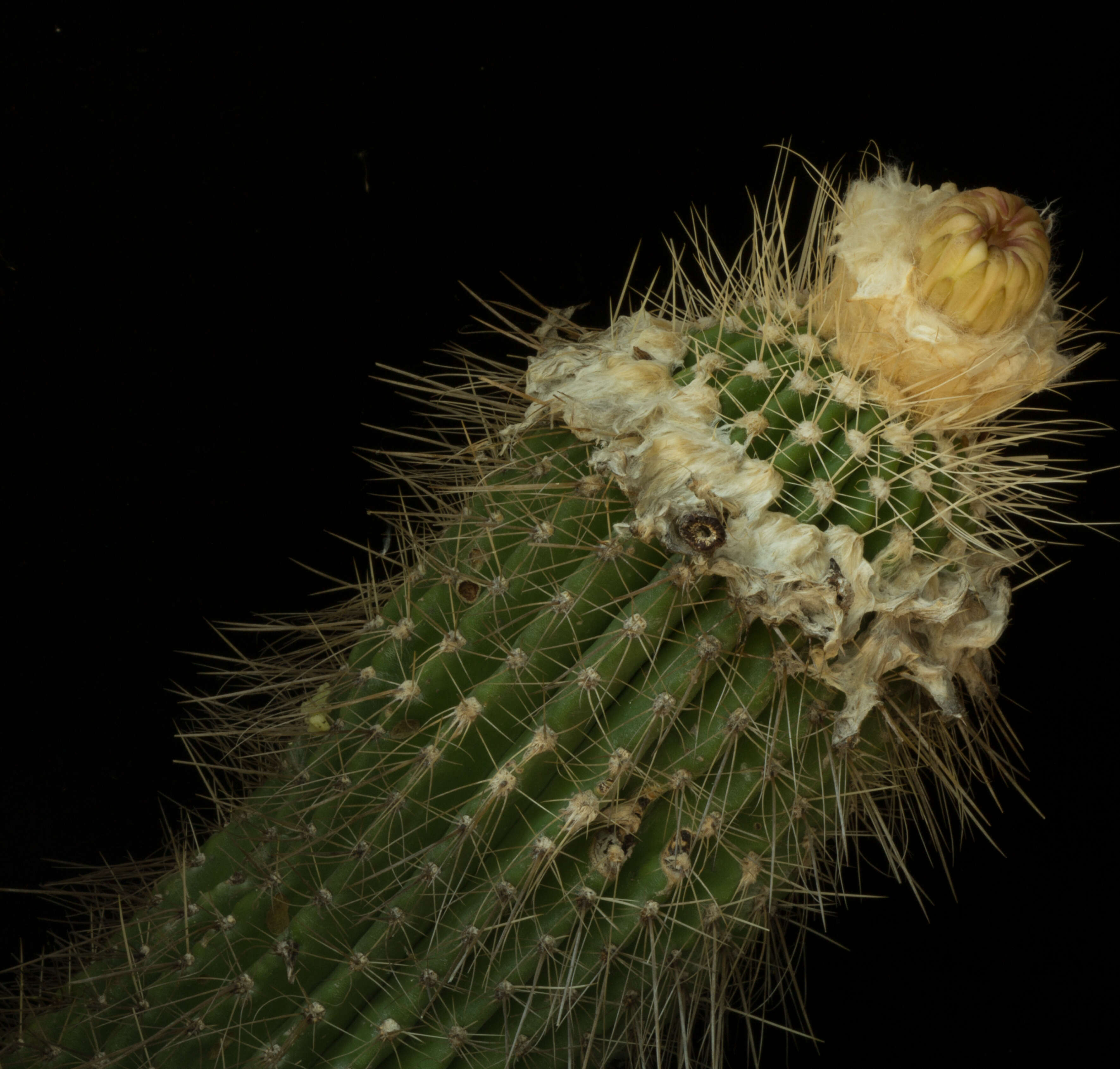 Image de Cephalocereus apicicephalium E. Y. Dawson