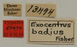 Image of Exocentrus badius Fisher 1925