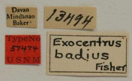 Image of Exocentrus badius Fisher 1925