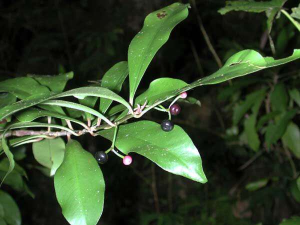 Plancia ëd Ardisia elliptica Thunb.