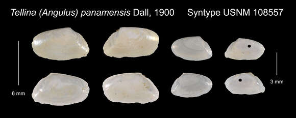 Image of Ameritella tabogensis (A. E. Salisbury 1934)