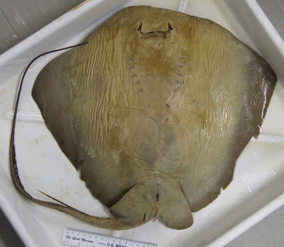 Image of Southern stingray