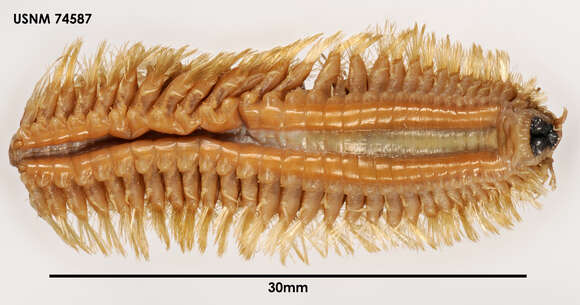 Image of Harmothoe magellanica (McIntosh 1885)