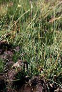 Image of Poa acinaciphylla É. Desv.