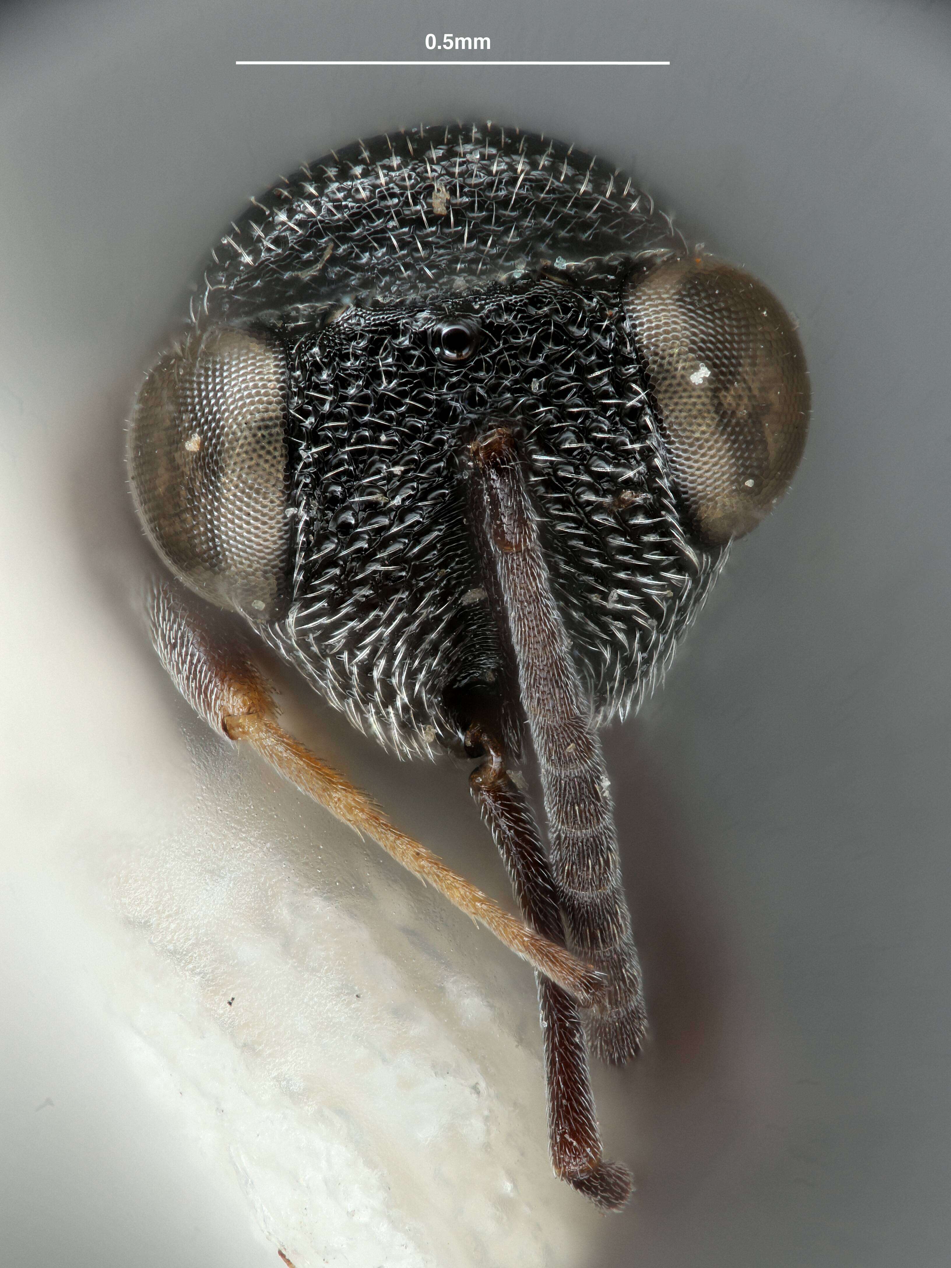 Image of Hockeria assamensis Narendran 1989