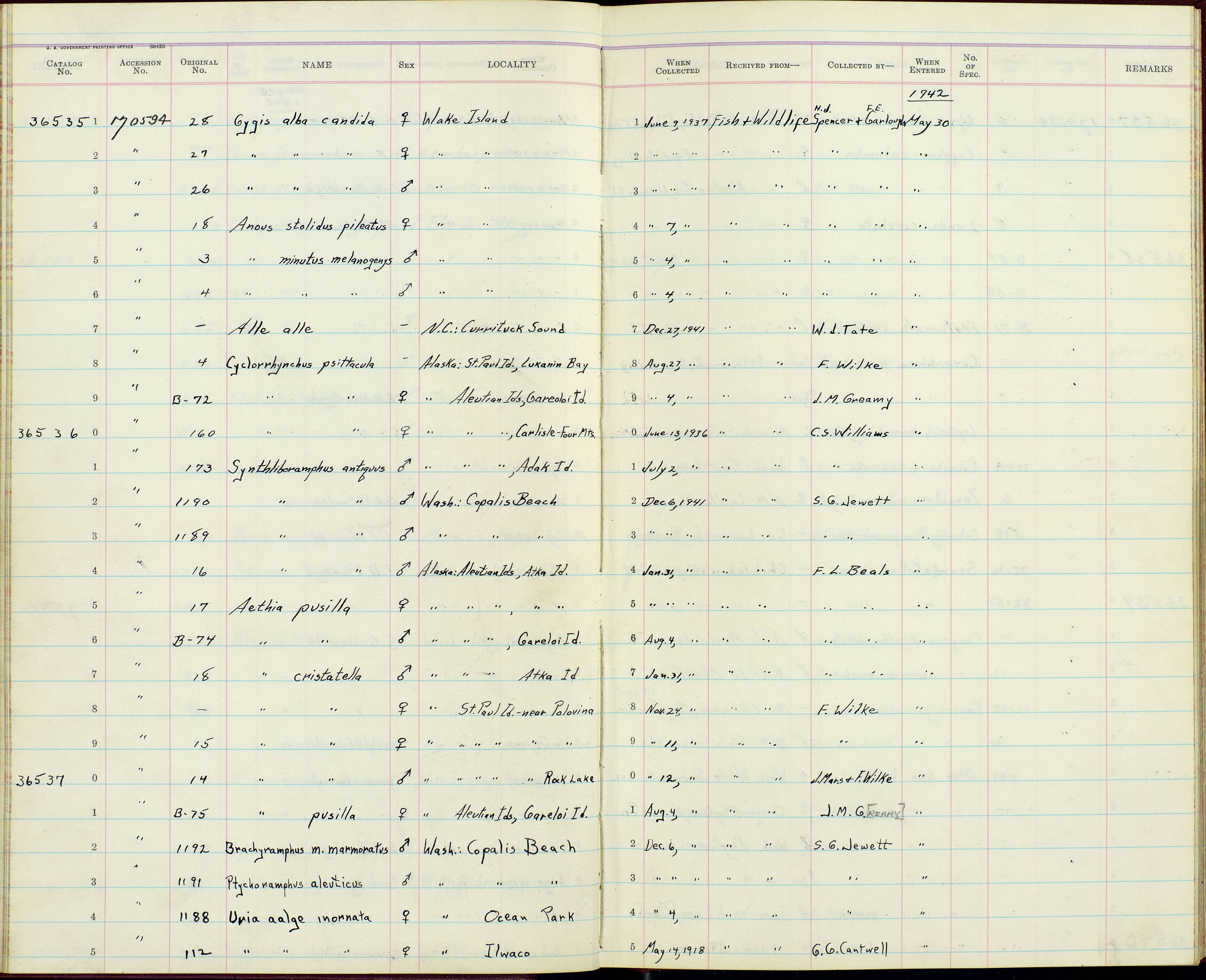 Anous tenuirostris (Temminck 1823) resmi