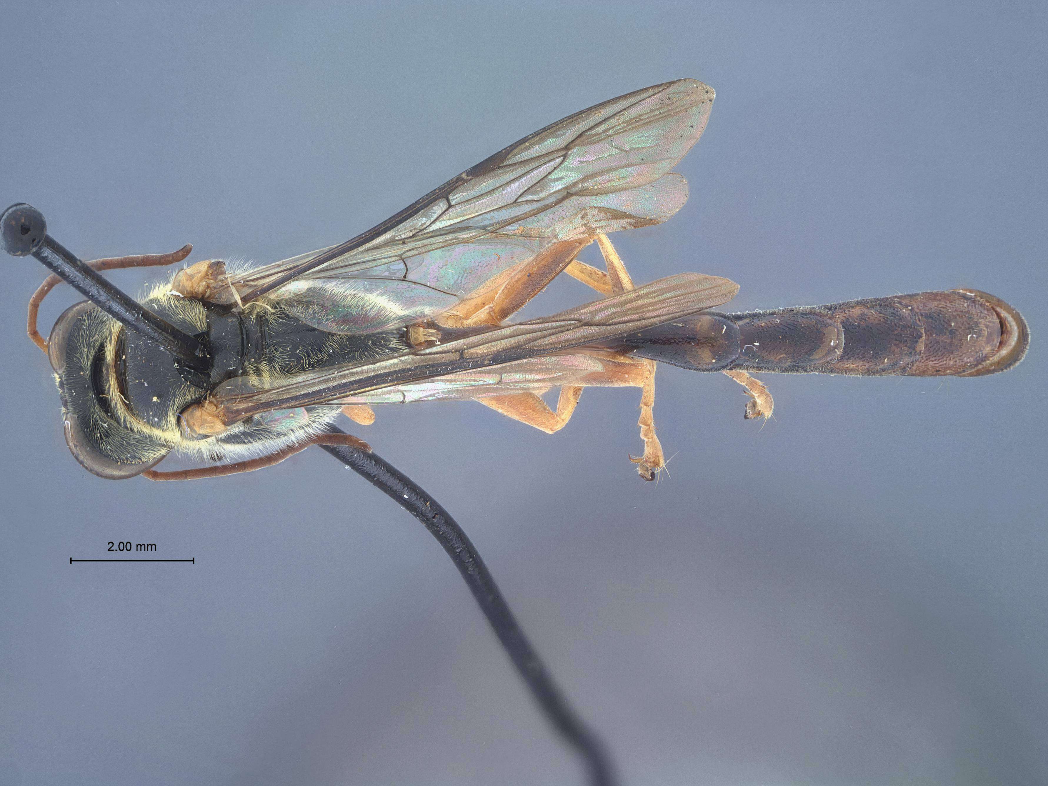 Image de Trypoxylon varicolor Tsuneki 1980