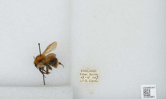 Image of Common carder bumblebee