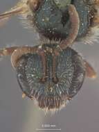 Plancia ëd Halictus argaeus Bluethgen 1931