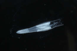 Image of Sagittidae