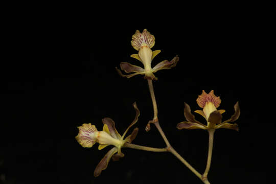 Image de Encyclia adenocarpa (Lex.) Schltr.