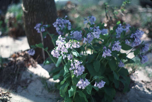 Image of Virginia Bluebell