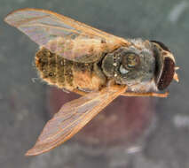 Image de Tabanus thoracicus Hine 1900