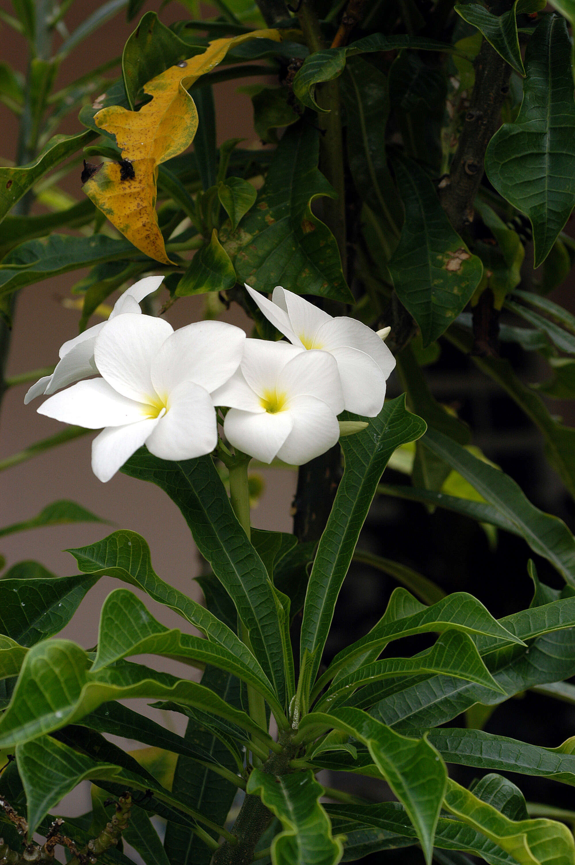 Image of bridal boquet