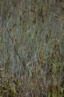 Image of Alpine Foxtail