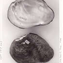 Image of Tritogonia tuberculata obesa Simpson 1900