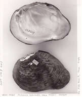 Image of Tritogonia tuberculata obesa Simpson 1900