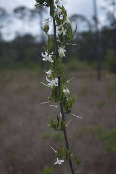 Image of American snowbell