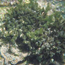 Image of Codium tenue