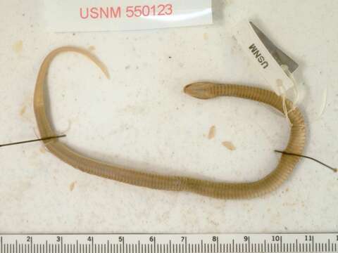 Image of Northwestern Garter Snake