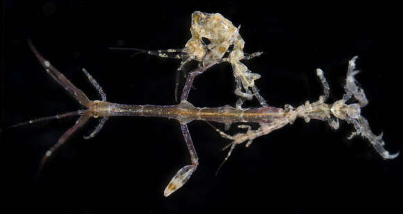 Image of Amphipod