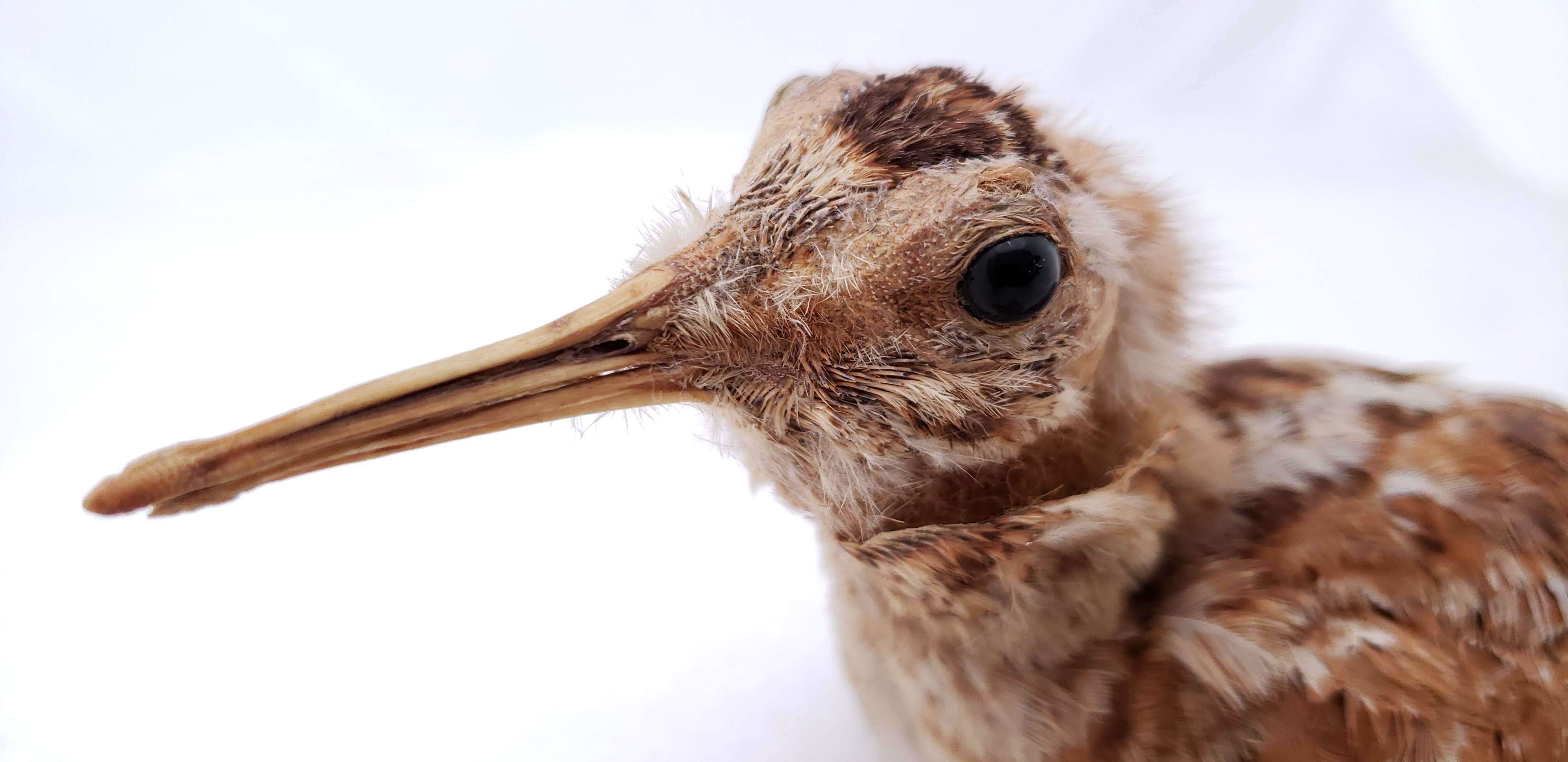 Image of Scolopax rusticola rusticola