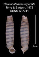 Imagem de Carcinostemma biperlata C. Torre & Bartsch 1972