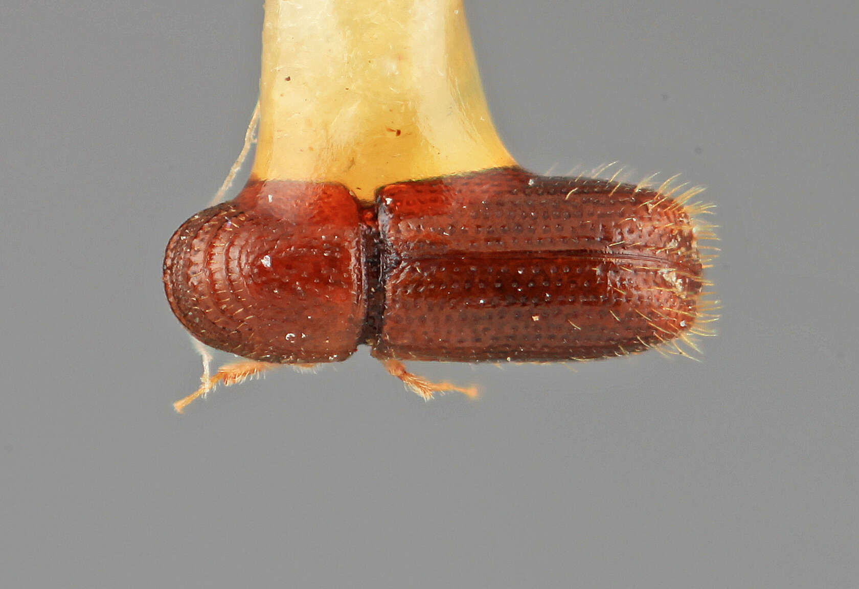 Image of Pityophthorus paulus Wood 1964