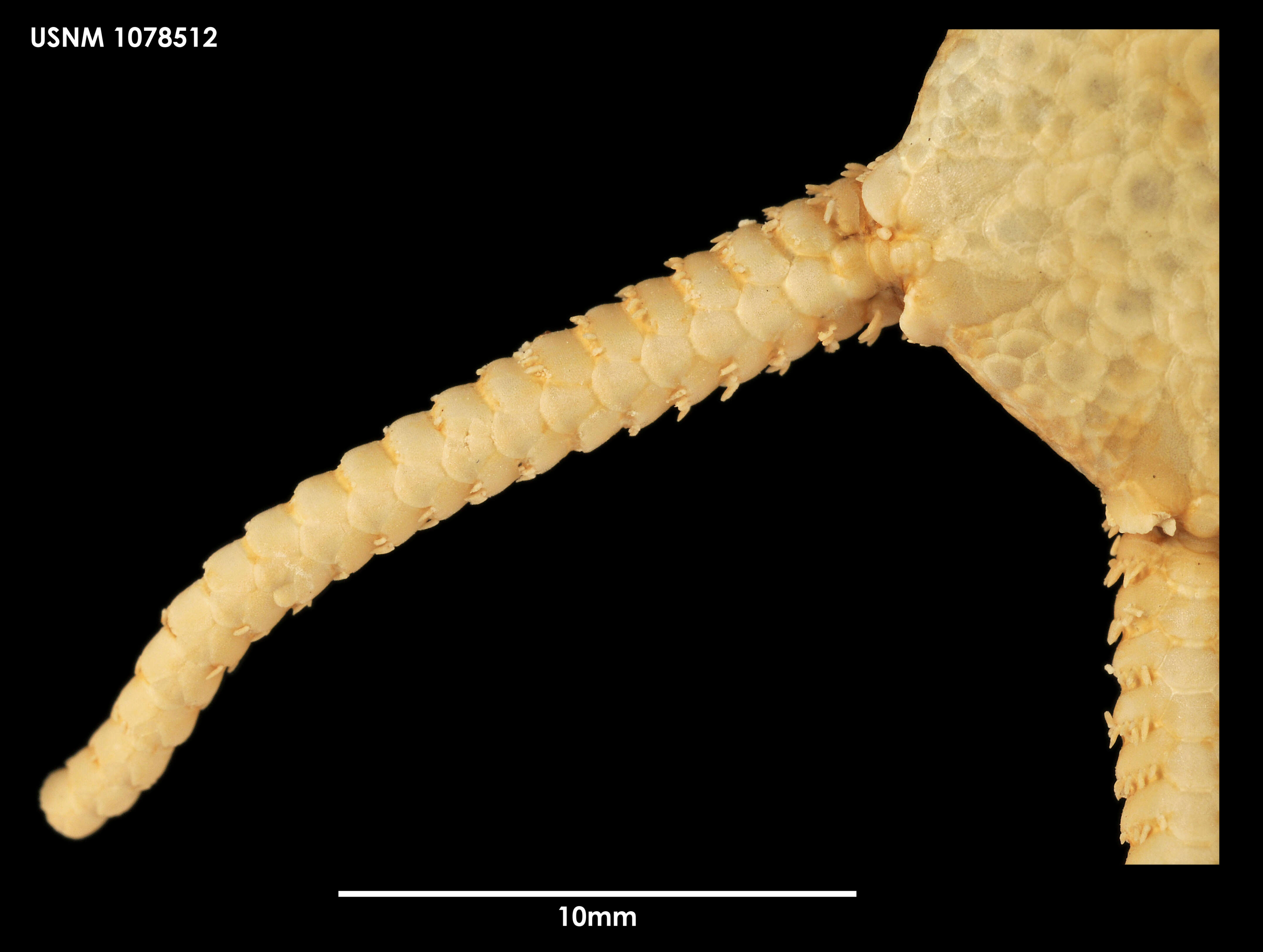 Sivun Amphiophiura inops (Koehler 1908) kuva