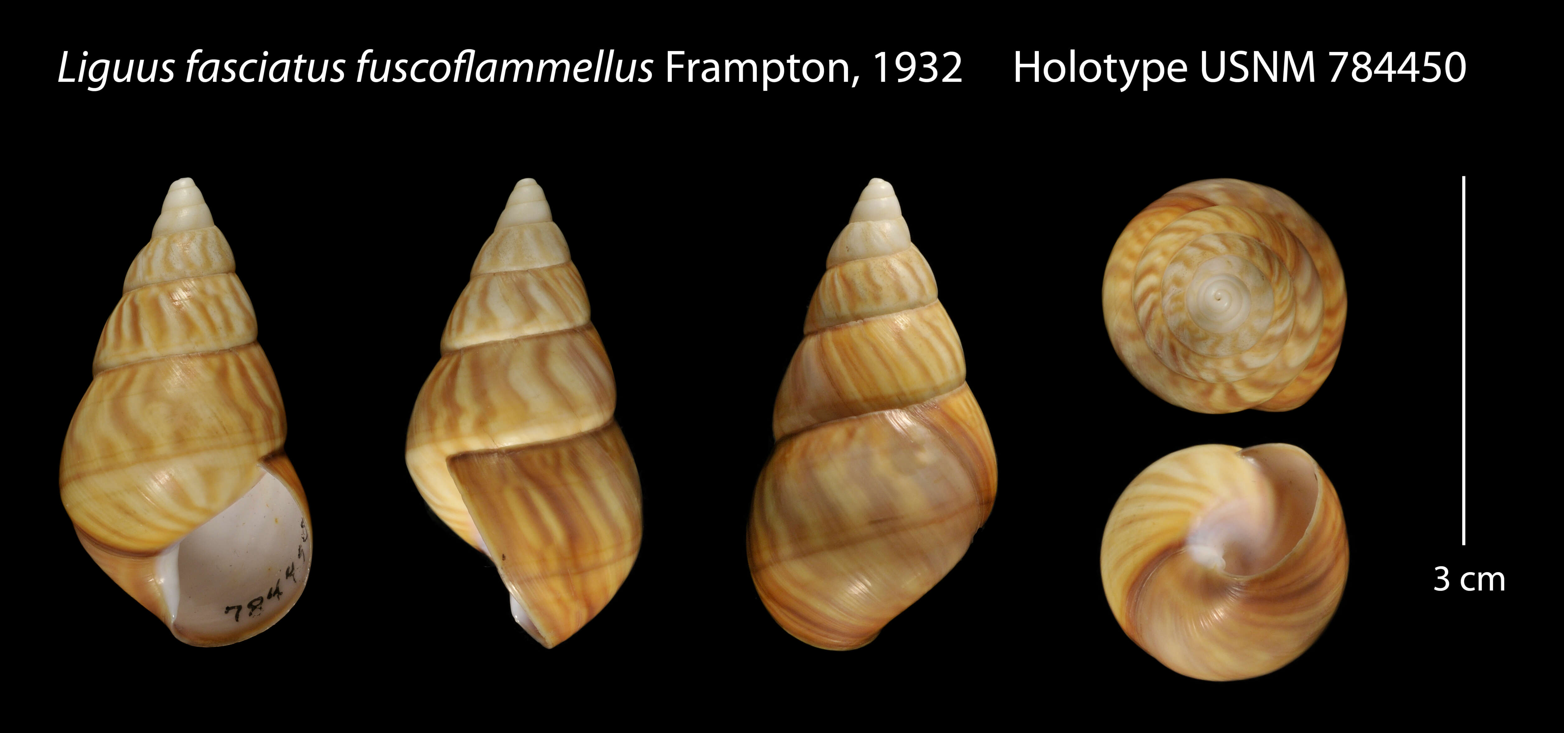 Sivun Liguus fasciatus fuscoflamellus kuva