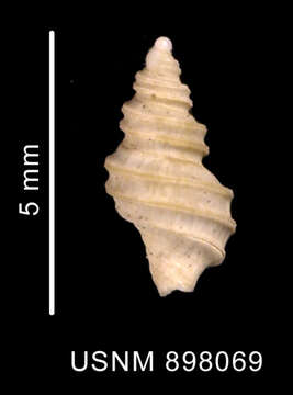 Sivun Antistreptus contrarius (Thiele 1912) kuva