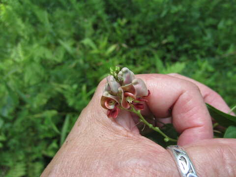 Image of groundnut