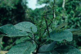 Image of Omphalea diandra L.