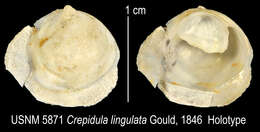 Crepipatella Lesson 1831的圖片