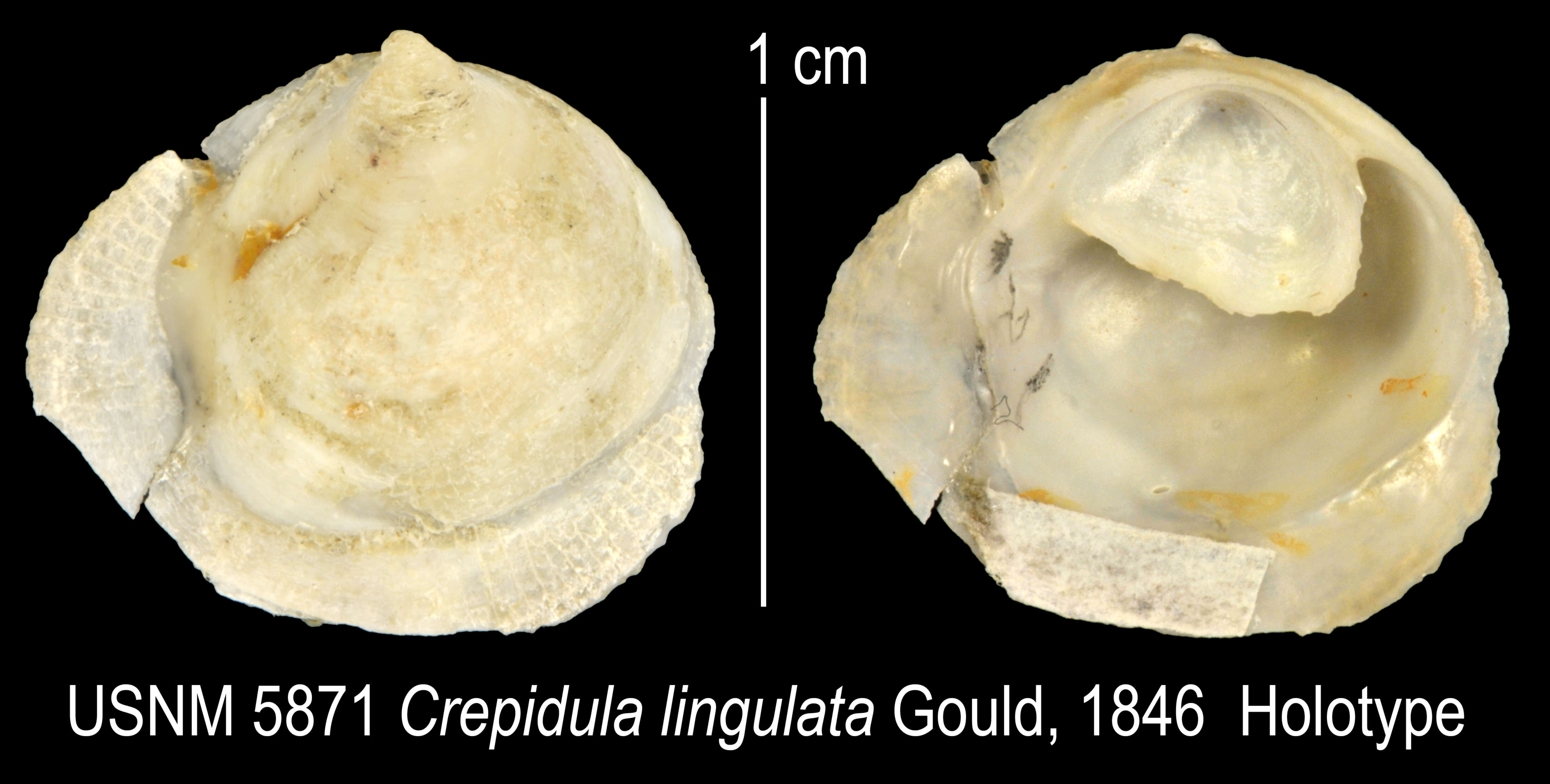 Image of Crepipatella Lesson 1831